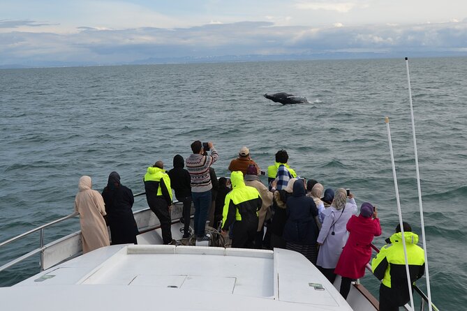 Whale Watching & Dolphin Yacht Cruise Overview Of The Experience