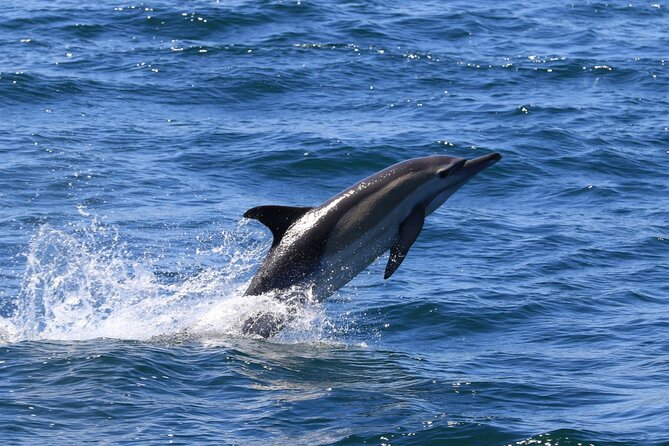 Whale Watching From Gansbaai Potential Sightings Of Marine Life