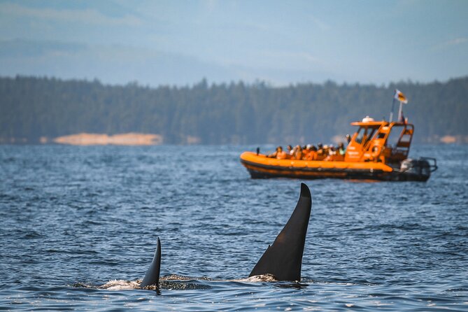 Whale Watching Nanaimo Open Boat Tour Tour Overview