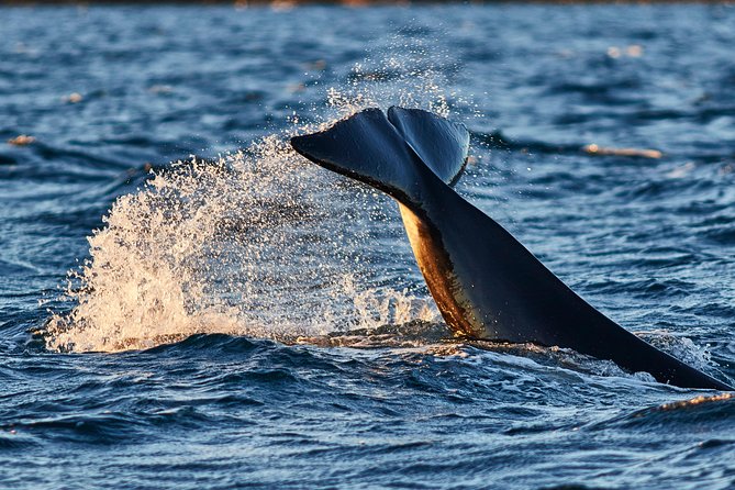 Whale Watching RIB Boat Tour in Skjervoy From Tromso