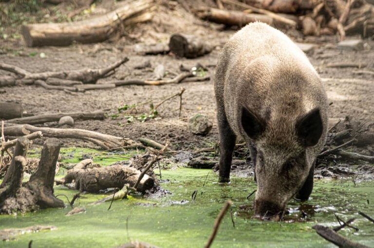 Wildlife Park Entry Ticket Ticket Details And Pricing