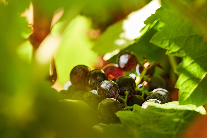 Wine Tasting Tour in Algarve Winery - Overview of the Wine Tasting Tour