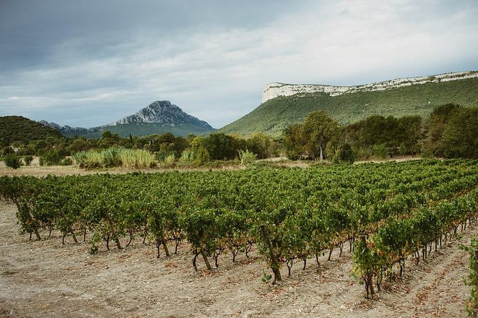 Wine Tour & Food Experience In Pic St Loup Tour Overview