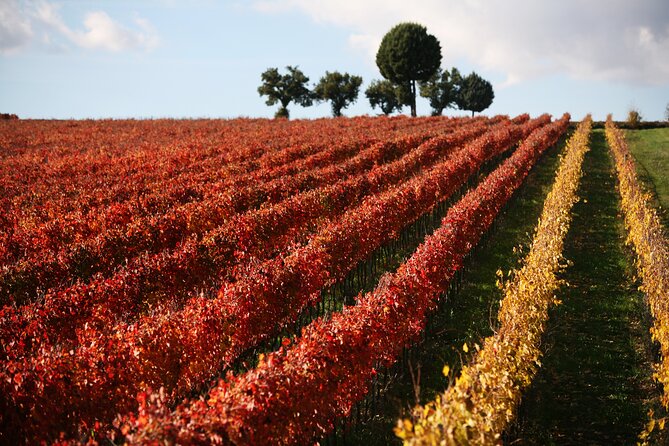 Winery Tour And Private Tasting In Montefalco Starter: Bruschetta With Olive Oil