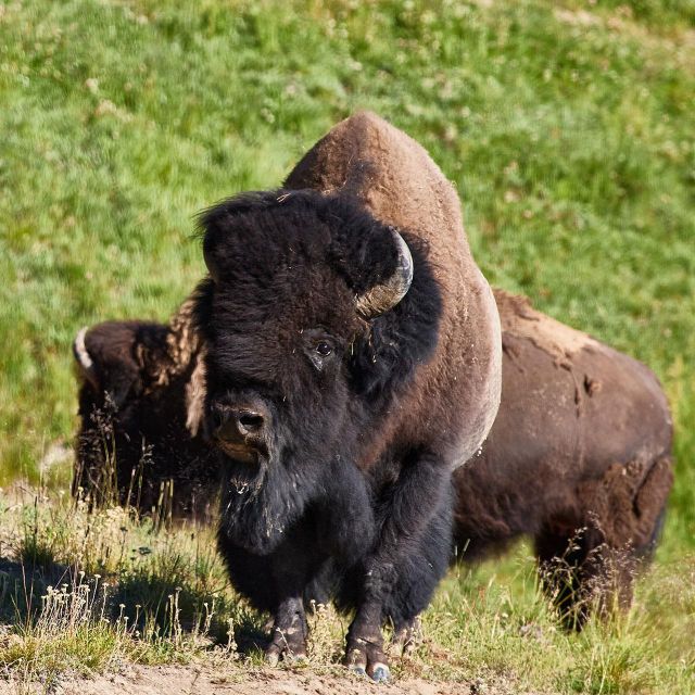 Yellowstone: Bespoke Photo Tour Summer Overview