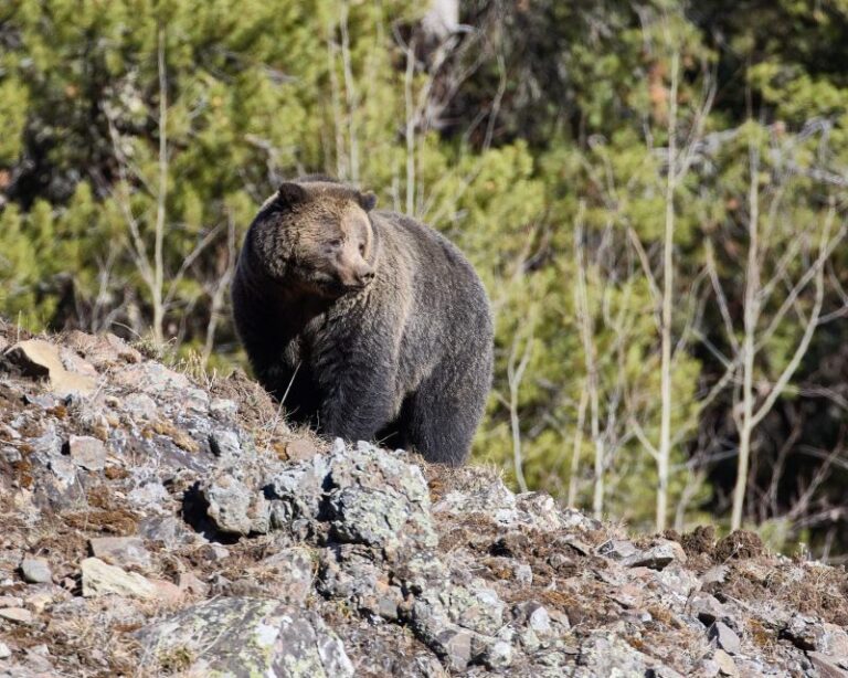 Yellowstone: Bespoke Photo Tour Winter Activity Overview