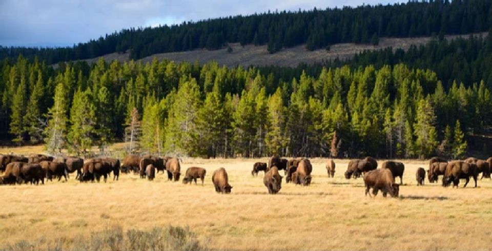 Yellowstone: Old Faithful, Waterfalls, and Wildlife Day Tour - Tour Overview