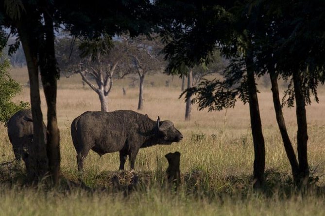 2 Day Safari to Mikumi Departure From Zanzibar - Key Points