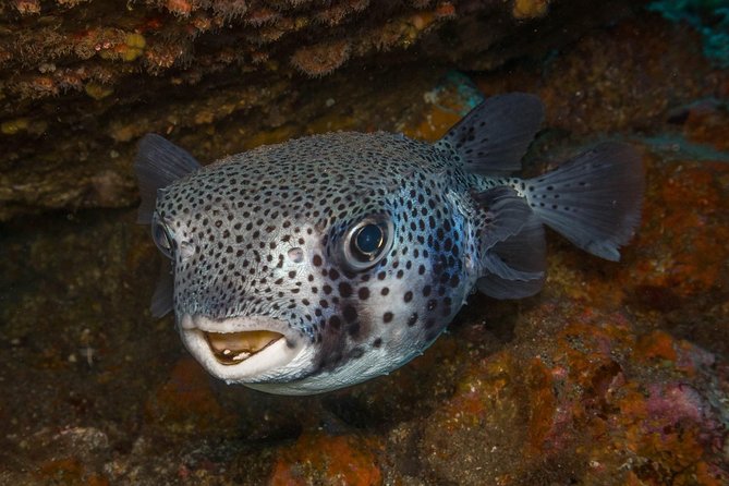 2 Dives, Certified Divers - Tenerife - Key Points