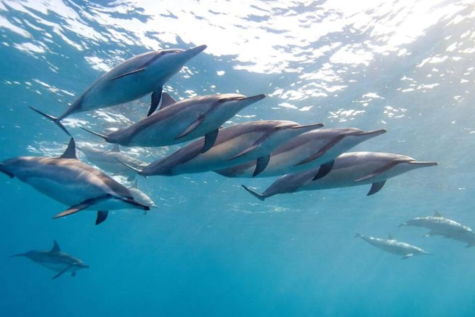 2-Hour Dolphin Excursion in Mauritius - Key Points