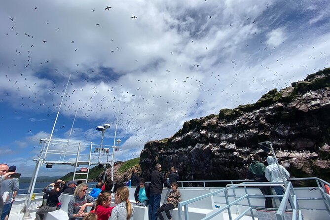 2 Hours Guided Whale and Bird Boat Tour in Bay Bulls - Key Points