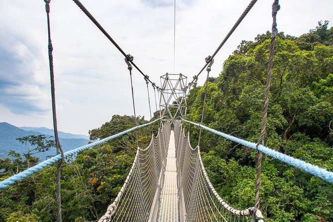 1 Day Canopy Walk Adventure in Nyungwe Forest National Park - Explore the Swinging Canopy Bridges