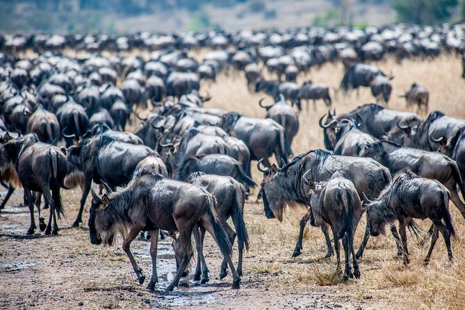 10-DAY Serengeti Wildebeest Migration Safari From Arusha - Vast Herd of Wildebeest and Zebras