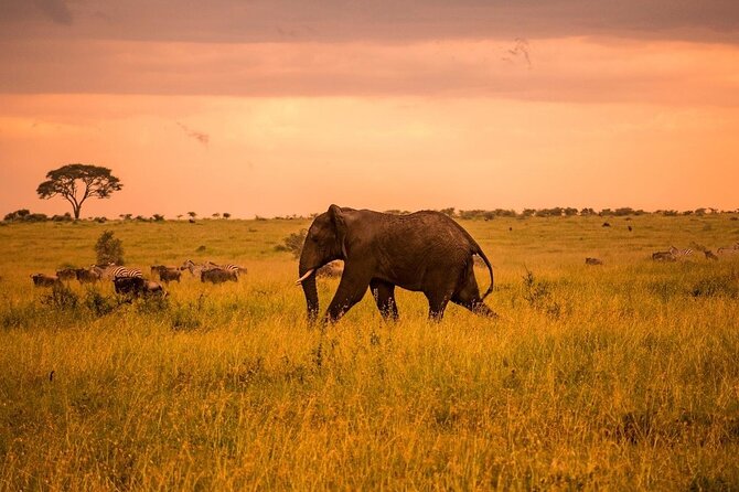 2-Day Private Tour in Masai Mara With Pick up - Wildlife Viewing Opportunities