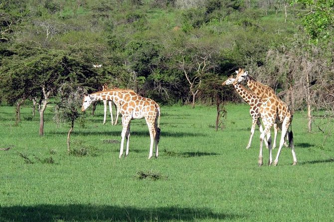 2 Days Popular Safari to Lake Mburo National Park - Key Safari Activities