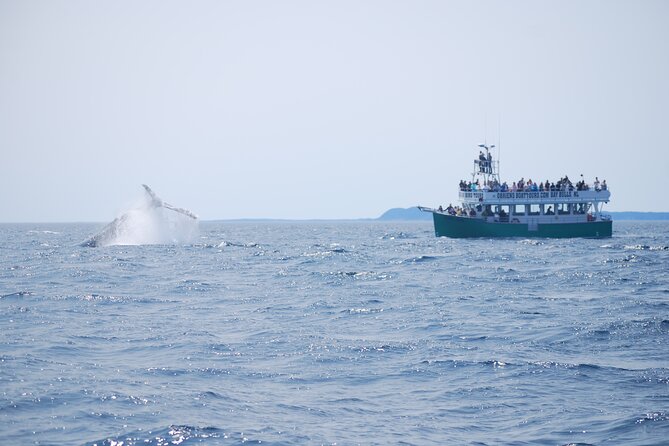 2 Hours Guided Whale and Bird Boat Tour in Bay Bulls - Whats Included in the Tour