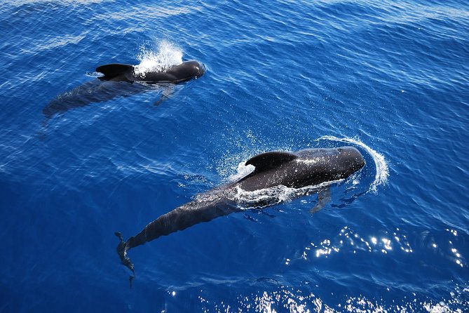 2h Viking Cruise Whales and Dolphins Watching - Key Features of the Cruise