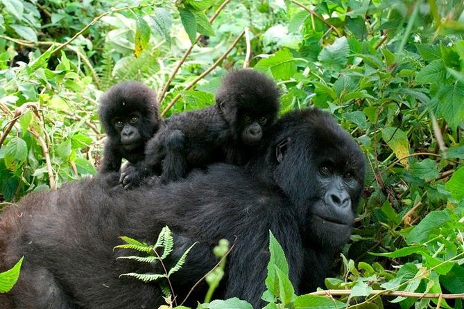 3 Days Bwindi Gorilla Trekking Tour - Pickup and Drop-off