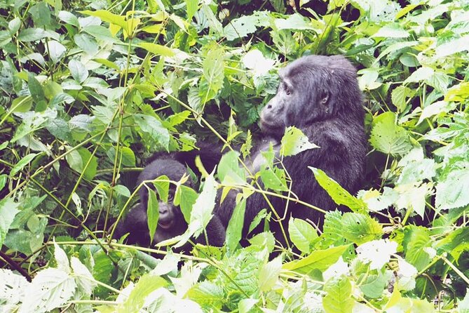 3 Days Gorilla Trekking Safari - Traveler Requirements