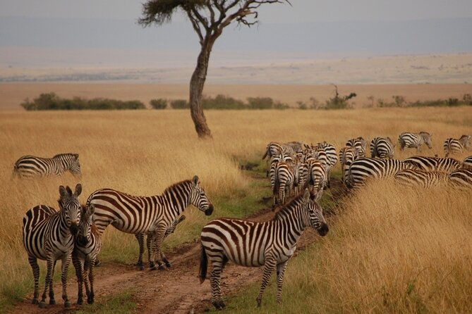 3 Days Mara Jambo Shared Safari Adventure - Exclusions