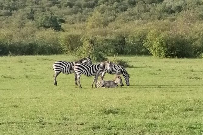 3 Days Masai Mara Safari Group Joining (Daily Departures) - Daily Game Drives