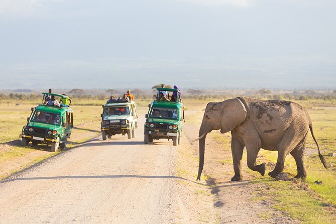 3 Days Tarangire, Manyara & Ngorongoro Budget Lodge Safari Tour Tanzania - Wildlife Highlights