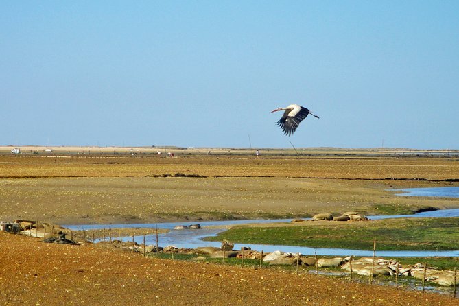 3-Hour Boat Tour in Ria Formosa on Olhão Algarve - Exploring Ria Formosas Ecosystems