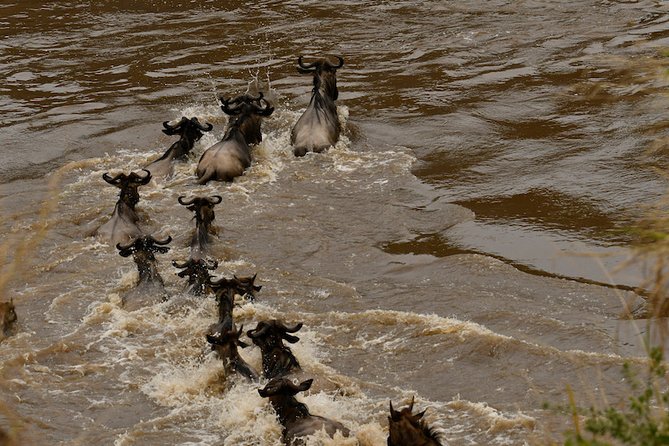 3days Masai Mara Private Safari With a 4x4 Land Cruiser Jeep - Spotting the Big Five in the Wild