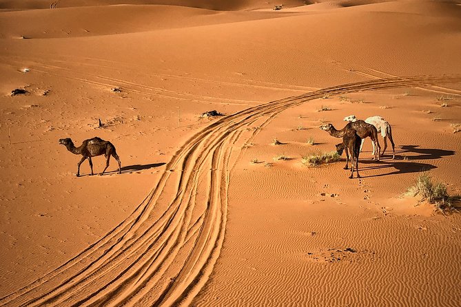 4-Day, 3-Night Marrakech to Marrakech Desert Tour - Pickup and Dropoff