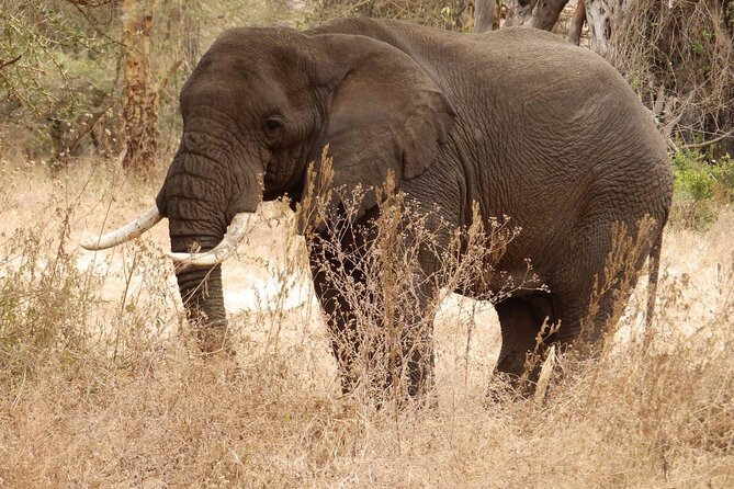 4-Day Safari From Arusha: Tarangire, Serengeti and Ngorongoro - Visiting the Ngorongoro Crater