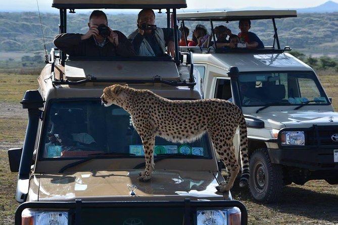 4-Days Adventure Camping Safari to Tarangire, Serengeti & Ngorongoro - Serengeti Wildlife