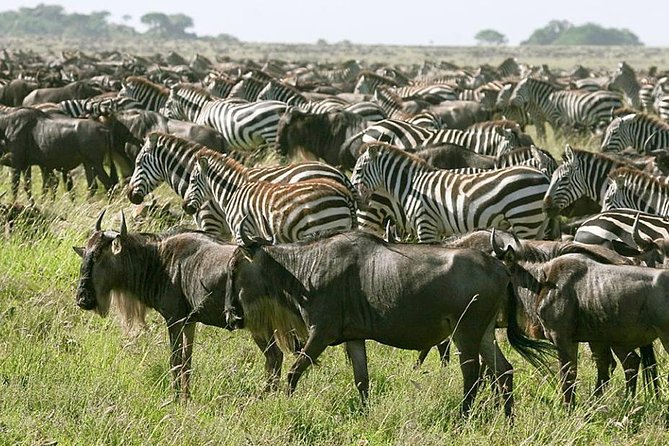 4 Days Join Group Tour Tarangire Serengeti and Ngorongoro Crater - Witness the Serengeti Migration