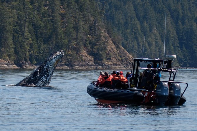 4 Hour Afternoon Whale Watching Tour - Inclusions and Amenities