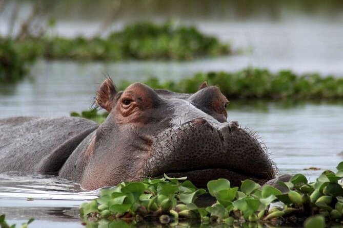 5-Day Masai Mara Lake Nakuru and Naivasha Small-group Safari Tour - Inclusions