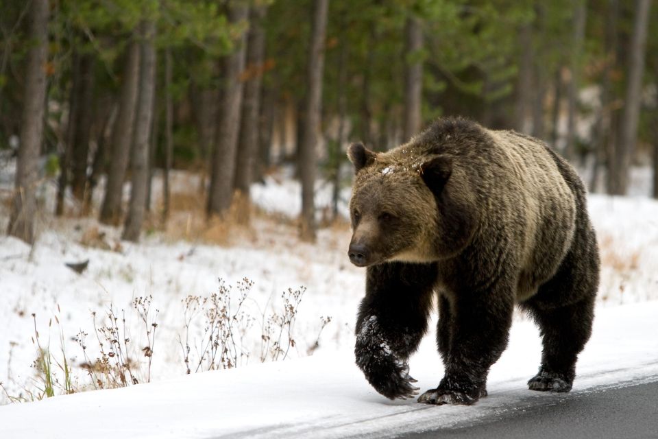 5-Day Winter Yellowstone Wildlife Tour - Highlights of the Tour