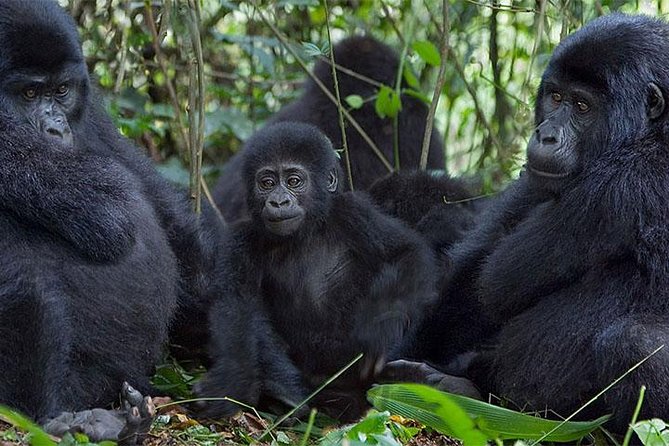 5 Days Bwindi Gorilla Trekking and Queen Elizabeth Safari - Meeting and Pickup