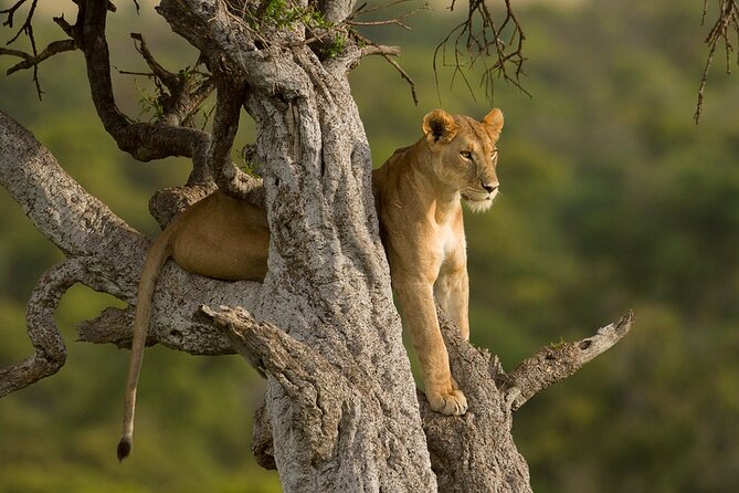 5 Days Magical Kenya Safari Private Tour - Excluded Tour Expenses