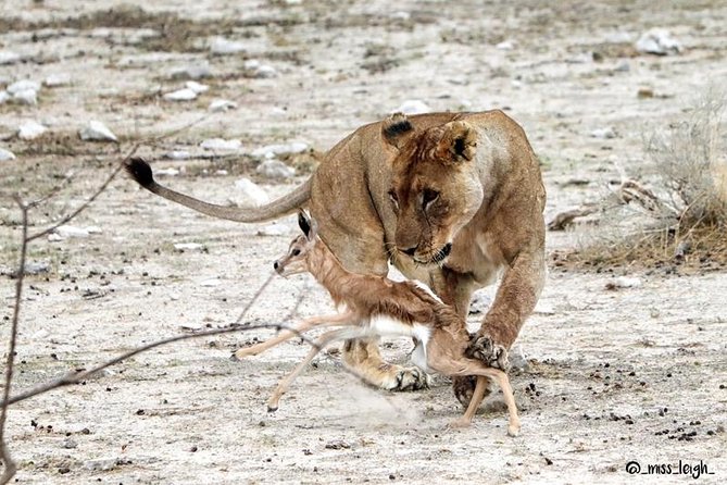 6 Day Sand, Sea & Etosha Budget Camping Safari - Pickup Information