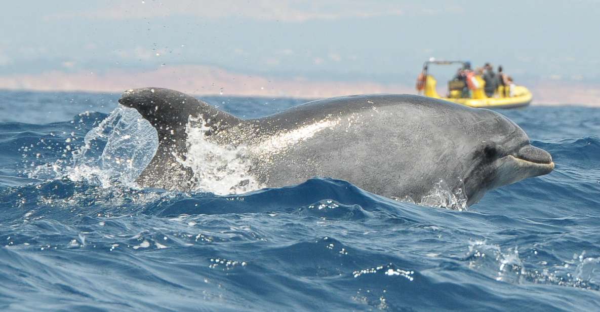 Algarve Coast: Dolphin Watching & Cave Tour - Activity Highlights