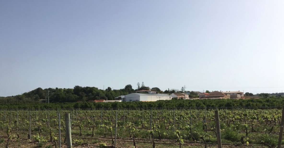 Algarve Wine Tour and Mountain Top Trip With Lunch or Dinner - Winery Visits and Wine Tasting