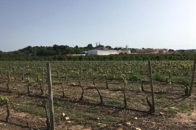 Algarve Wine Tour of Two Wine Estates - Winery Exploration and Tastings