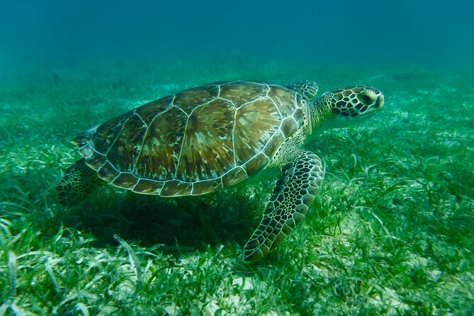 All-Inclusive Private Charter to Icacos or Palomino Islands - Meeting Point and Pickup