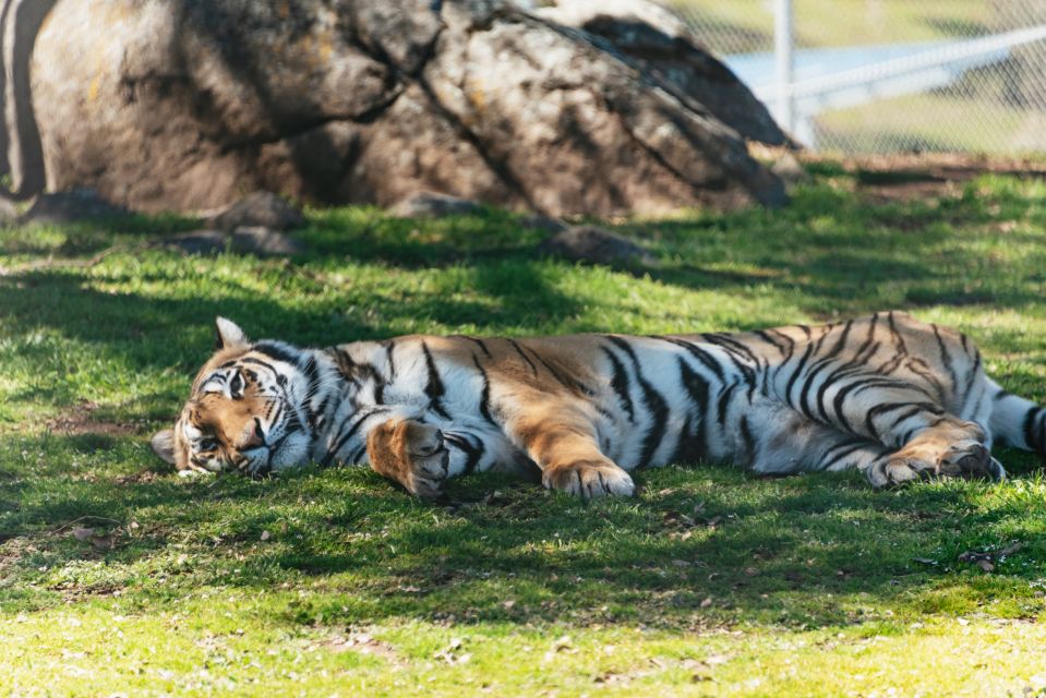 Alpine: Lions Tigers & Bears Sanctuary Visit and Tour - Pricing and Booking