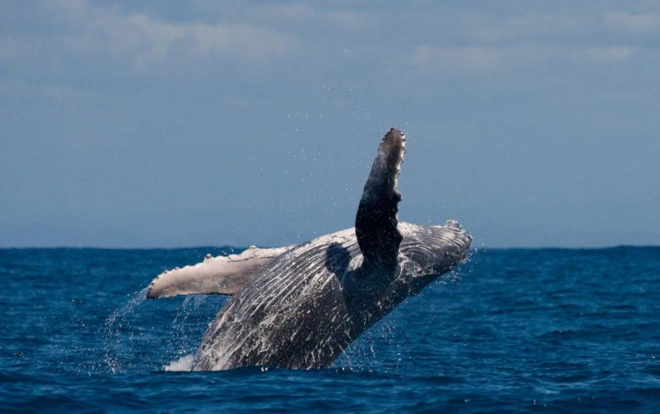 Alta: Alta Fjord Whale Watching Tour - Included Amenities