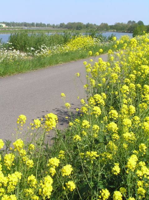 Amsterdam: New Ijburg District Private Bike Tour - Ijburg District Features