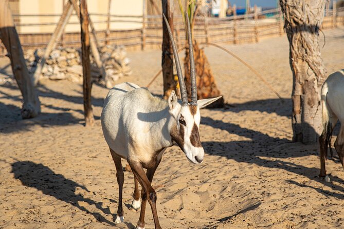 Arabian Sands Half-Day Adventure in Qatar - Highlights of the Experience