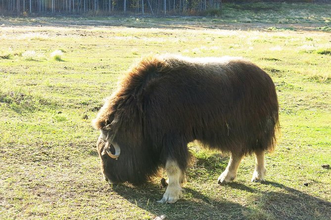 Arctic Day: Yukon Wildlife & Hot Springs Tour | Half Day - Discovering Diverse Yukon Ecosystems