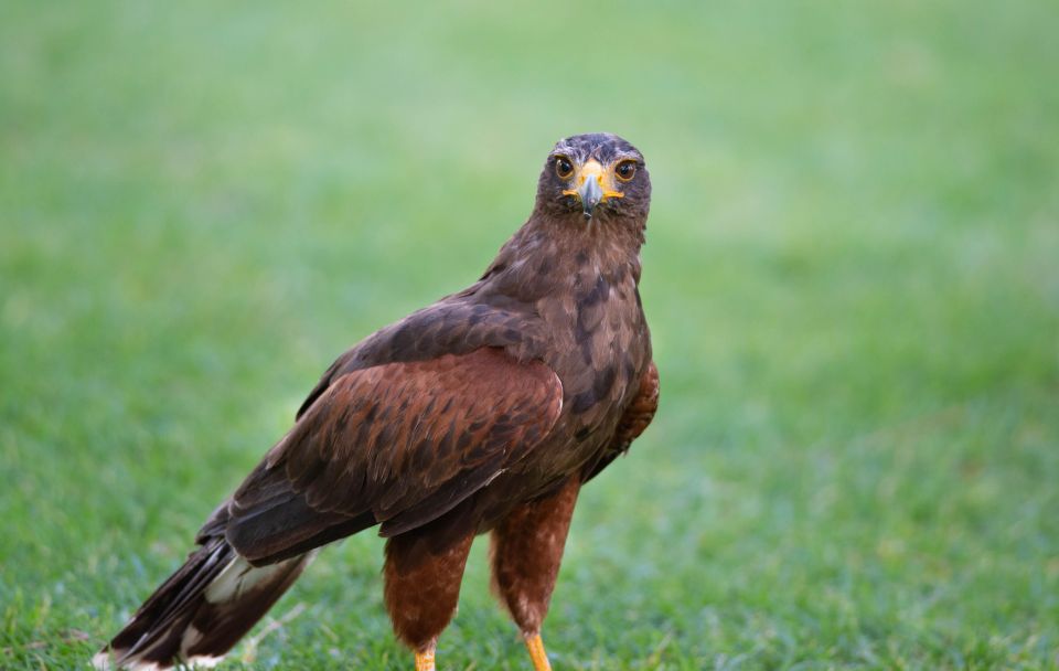 Armação De Pêra/Albufeira: Hawk Walk With a Harris Hawk - Duration and Suitability