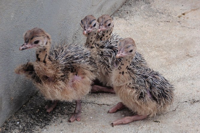 Aruba Ostrich Farm Tour With Lunch - Adult Ostriches and Emus