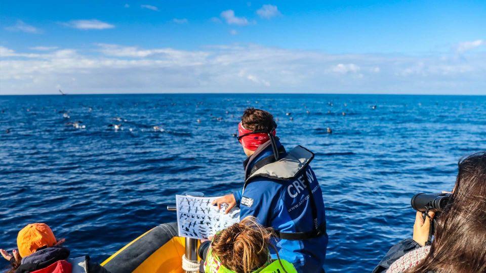 Azores Marine Birdwatching Expedition - Itinerary and Activities